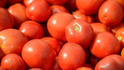 Pomidor... w gorącej wodzie kąpany
