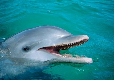 Palestyńczycy zatrzymali delfina, bo był... izraelskim szpiegiem