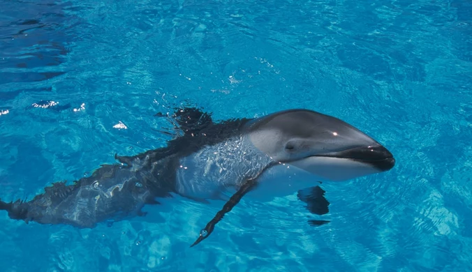 Krwawa wiadomość dla aktywistów. Okaleczony delfin