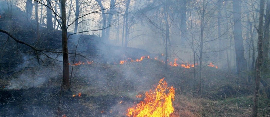Tylko w tym tygodniu, od poniedziałku do piątku, strażacy z całego kraju aż 961 razy byli wzywani do pożarów lasów. Ta porażająca statystyka to skutek panującej od kilku tygodni suszy, ale też zwykłej ludzkiej nieuwagi. 