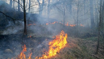 Tysiąc pożarów lasów w pięć dni