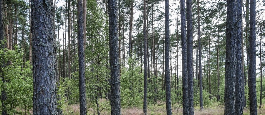 Lasy Państwowe wycinały więcej drzew niż wymagała tego ekologia i ekonomia. Leśnicy wypłacali sobie za to większe pensje – wynika z kontroli NIK w Lasach Państwowych. Jej wyniki ujawnia „Gazeta Wyborcza”. 