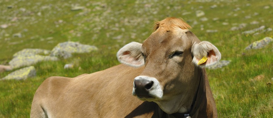 Spór o dzwonki, które zawieszane są na szyjach krów w Bawarii. Działacze praw zwierząt twierdzą, że takie działanie to okrucieństwo i że lepsze byłyby lokalizatory GPS. Branża turystyczna i rolnicy - wspierani przez rząd - zapewniają jednak, że dzwonki krów nie drażnią. 