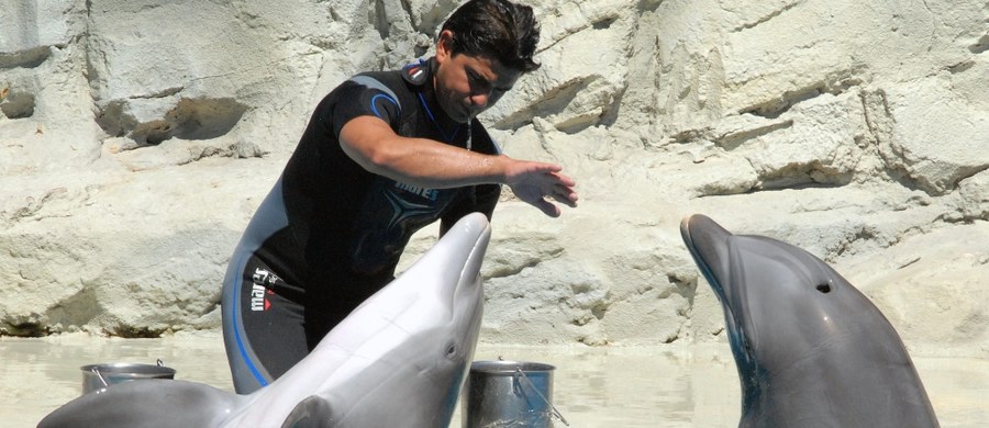 Nie ma zgody na komercyjne delfinaria w Polsce - oświadczył na rządowym blogu minister środowiska Maciej Grabowski. Podkreślił, że decyzje ws. delfinów będą podejmowały instytucje ochrony środowiska. Delfinarium chciały zbudować gmina Mszczonów.