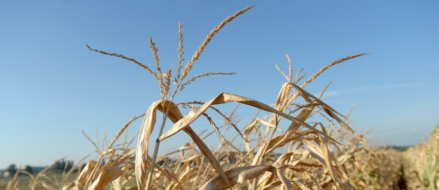 Rząd nie ogłosił stanu klęski żywiołowej. Rolnicy poszkodowani przez suszę mogą składać wnioski w sprawie pomocy do końca września, a wypłaty ruszą od 10 października - zapowiedział minister rolnictwa Marek Sawicki.