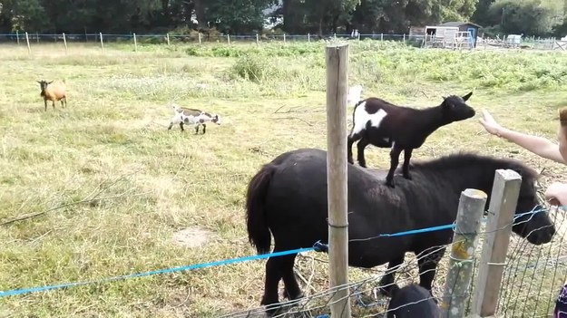 To zabawne wideo zostało nakręcone w pobliżu Rennes, we Francji. Mała figlarna kózka urządziła sobie przejażdżkę na grzbiecie… kucyka. Jak donosi autor nagrania, to nie pierwszy raz. Podobno pomysłowa koza uwielbia w ten sposób zwiedzać świat. 