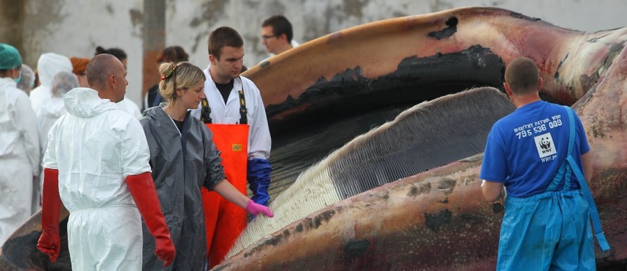 Martwy wieloryb z Zatoki Gdańskiej to samiec finwala. Mierzy dokładnie 17 metrów i 20 centymetrów. Badania i sekcję zwłok przeprowadzili naukowcy Stacji Morskiej Uniwersytetu Gdańskiego.