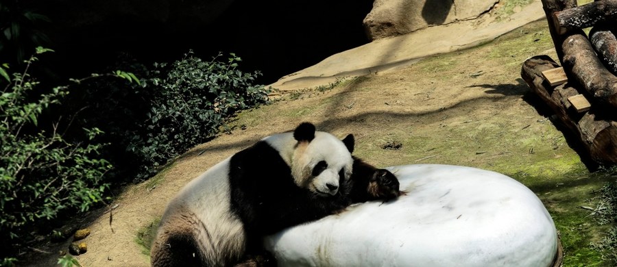 Jedna z dwóch pand, która w weekend przyszła na świat w waszyngtońskim zoo, zmarła wczoraj po południu. Maluch miał kłopoty z oddychaniem - poinformowało zoo.