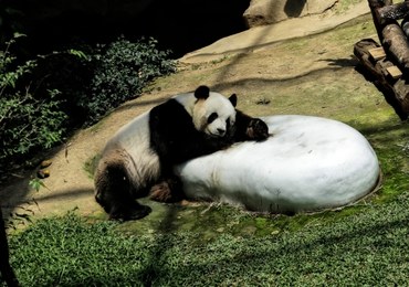 Nie żyje jedna z młodych pand z zoo w Waszyngtonie
