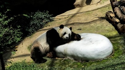Nie żyje jedna z młodych pand z zoo w Waszyngtonie