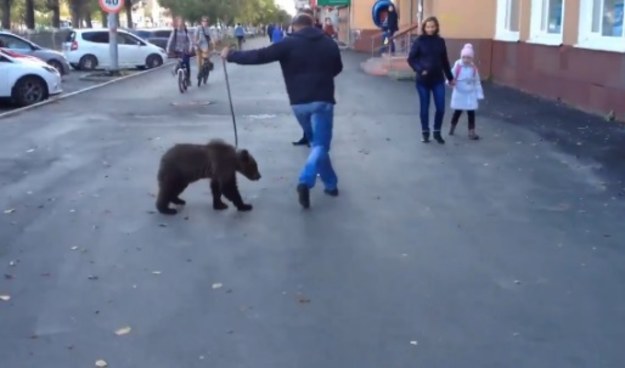 Sieć zawojowało nagranie, na którym widać mężczyznę prowadzącego na smyczy… małego niedźwiedzia. Dodamy tylko, że rzecz się dzieje w Rosji. 