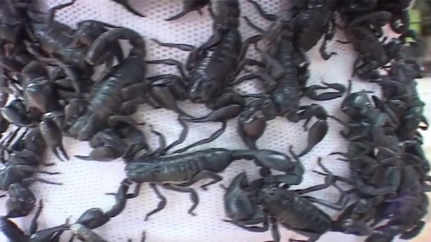 Poznajcie "królową skorpionów" – po jej ciele codziennie chodzą śmiercionośne stworzenia i co najdziwniejsze, nie robią jej krzywdy. Kobieta pracuje w tajlandzkim ZOO i prowadzi pokazy dla turystów. Jednak nie polecamy tego widowisko ludziom o słabym sercu. 

