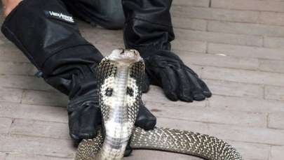 Tropikalny wąż ukąsił ochroniarza w Łodzi. Mężczyzna jest w stanie ciężkim