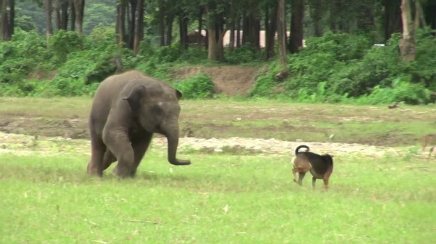 Odwiedzający Elephant Nature Park w Tajlandii, byli świadkami uroczej zabawy psa i młodego słonia. Początkowo słoń nie był zainteresowany małym zwierzakiem, który nie dawał mu spokoju. Jednak po pewnym czasie uznał, że bieganie za nim może być dobrą zabawą. 


Elephant Nature Park powstał w 1996 roku i od tego czasu jest schronieniem dla chorych i osieroconych słoni z całej Tajlandii. Jest to także dom dla wielu innych zwierząt, w parku mieszka ponad 400 psów, bawoły, koty i małpa.