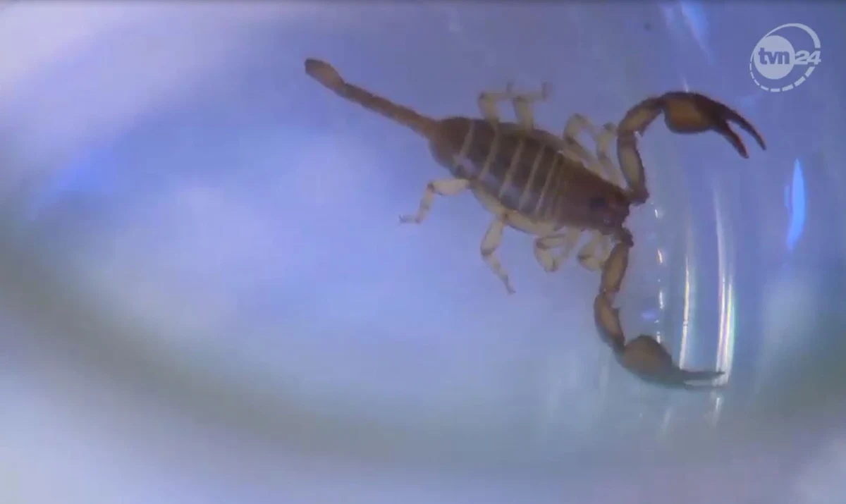 Po wyjęciu bananów z siatki z zakupami, wyleciał z niej jakiś robaczek, myśleliśmy, że to pająk, ale okazało się, że to skorpion - powiedział Jerzy Antczak, znalazca skorpiona.