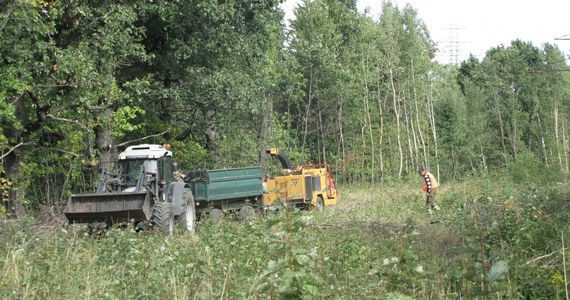 Na skarpie na 65. kilometrze trasy kolejowej z Wrocławia do Jeleniej Góry pracuje w tej chwili firma, która ma posprzątać teren. Z terenów, gdzie ma być ukryty „złoty pociąg”, usuwane są powalone drzewa, krzewy i śmieci. 