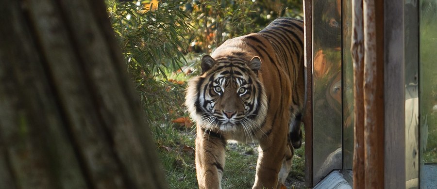 Tragiczny wypadek we wrocławskim ogrodzie zoologicznym. Tygrys zaatakował tam swojego opiekuna. 58-letni mężczyzna nie żyje.