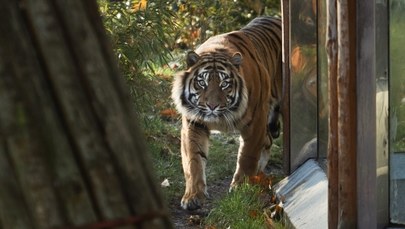 Tragedia we wrocławskim zoo. Tygrys zabił opiekuna