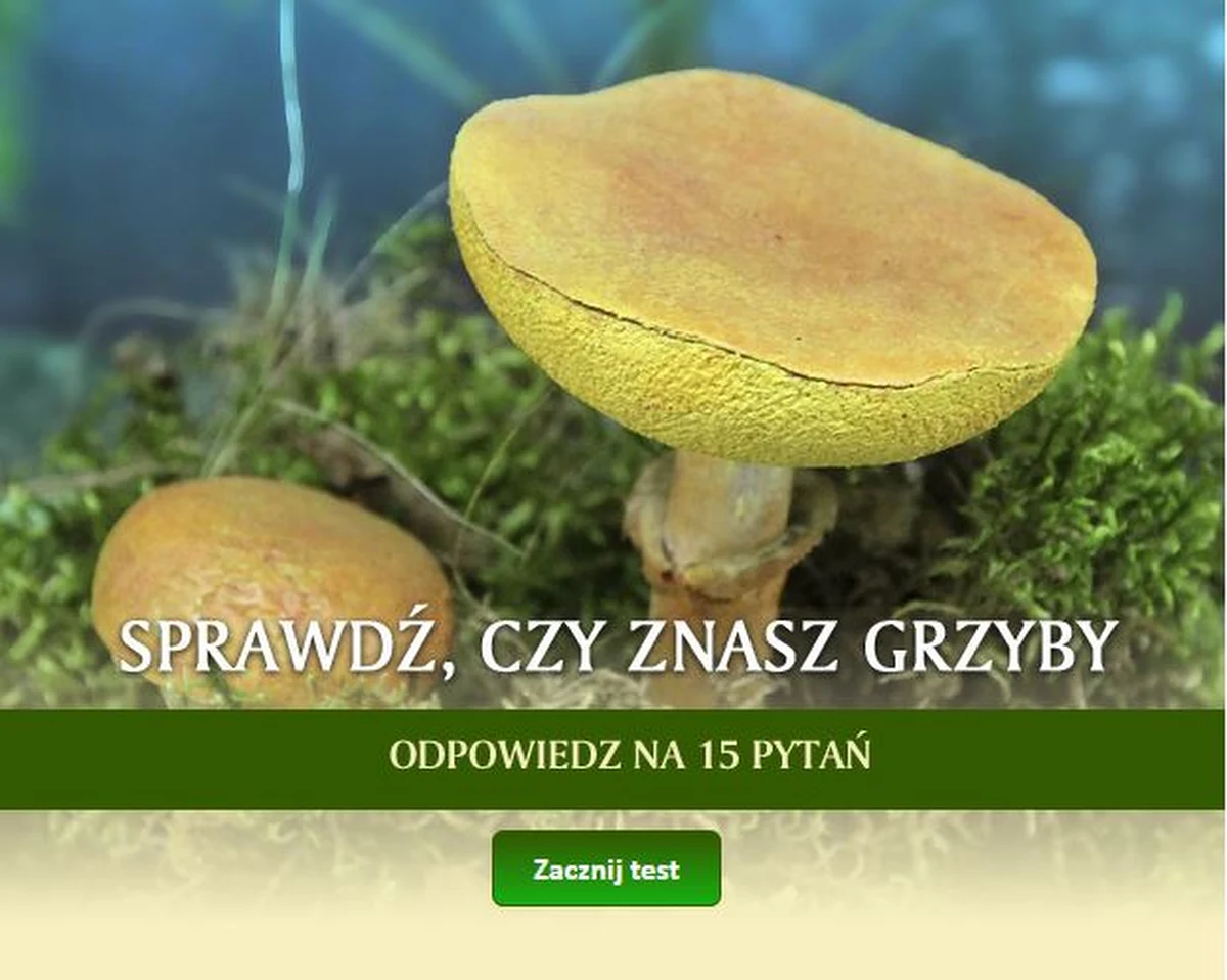 Spośród tysięcy grzybów występujących na terenie naszego kraju, istnieje kilka trujących gatunków, które do złudzenia przypominają gatunki jadalne. Dlatego zanim wyruszysz w las, sprawdź, czy znasz grzyby. Sprawdź swoją wiedzę.