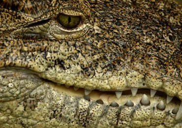 Mafiosi straszyli ofiary… żywym krokodylem