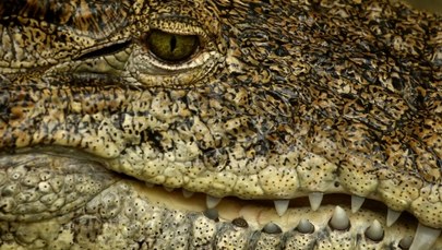 Mafiosi straszyli ofiary… żywym krokodylem