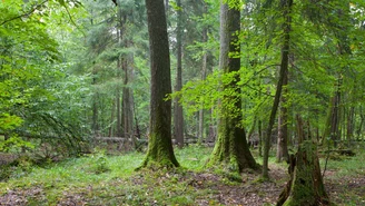 Kilka tysięcy przeterminowanych jaj porzuconych w lesie pod Olsztynem