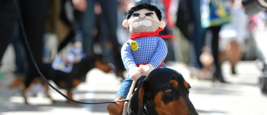 38-letni mieszkaniec Kutna wezwał pogotowie, twierdząc że jego 8-letni syn mocno uderzył się w głowę. Na miejscu okazało się, że mężczyzna potrzebował pomocy dla swojego... jamnika. 