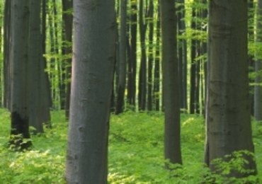 We włoskim mieście rodzi się za dużo dzieci. Władze nie nadążają z... sadzeniem drzew