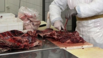 Nowe fakty ws. dziczyzny zakażonej włośnicą. "Prali brudne mięso" na szeroką skalę?