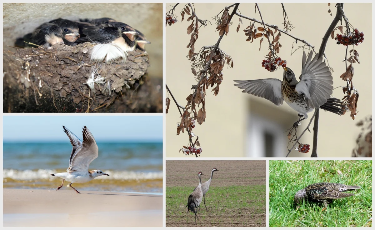 Europejskie Dni Ptaków, obchodzone w pierwszy weekend października w 40 krajach, mają przybliżać ludziom wiedzę nt. różnorodności ptaków.  W tym czasie kilkadziesiąt tysięcy ludzi, od Portugalii po Kazachstan i od Norwegii po Cypr, obserwuje ptaki lecące z terenów lęgowych na zimowiska. Zanim weźmiecie lornetki, żeby obserwować ptaki, sprawdźcie swoją wiedzę w naszym quizie.