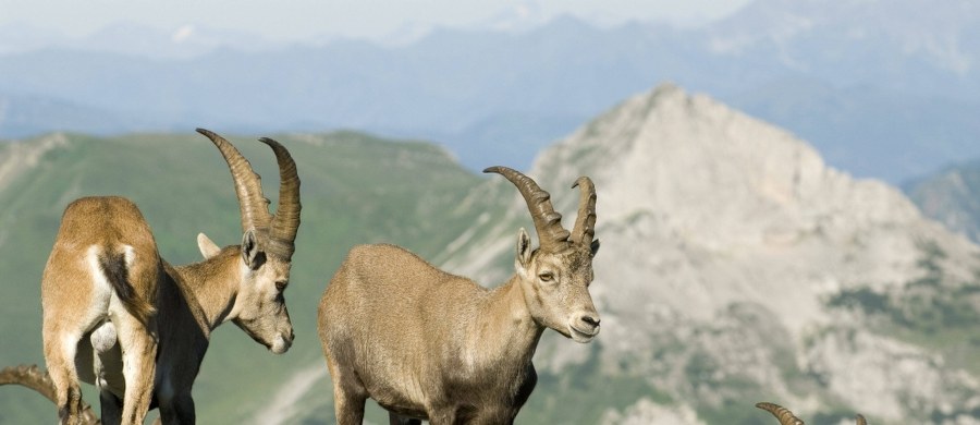 Ubój koziorożców alpejskich zaczął się w masywie francuskich Alp. Zwierzęta są nosicielami choroby wirusowej. Zabiciu koziorożców sprzeciwiają się obrońcy zwierząt.