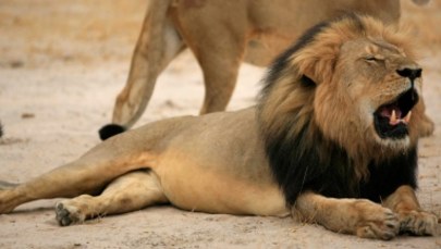 Nie będzie zarzutów za zabicie lwa Cecila