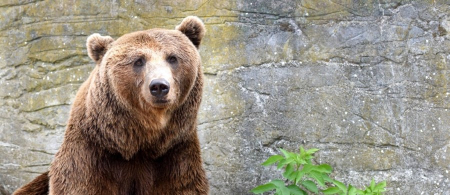 Mieszkańcy rosyjskiego miasta Chabarowsk zauważyli, że po ich okolicy biega niedźwiedź. Zadzwonili na policję, jednak w momencie, w którym służby przyjechały, zwierzę wbiegło do pobliskiego centrum handlowego.