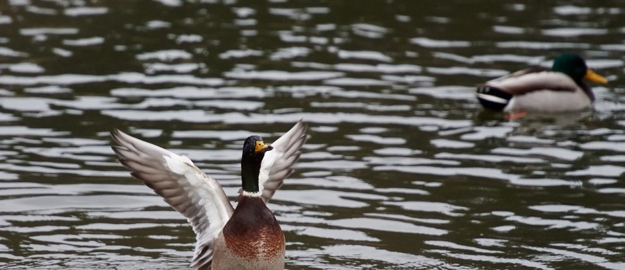 Nietypową metodę zwiększenia bezpieczeństwa na drogach wymyślili Francuzi. Coraz więcej gminnych władz "zatrudnia" stada kaczek, by zmusić kierowców do radykalnego ograniczenia prędkości na terenach zabudowanych.