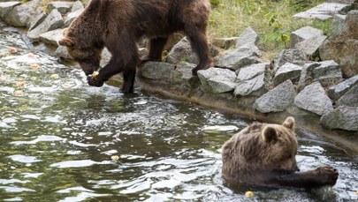 Zakopane: Niedźwiedzie wieczorami grasują po mieście 