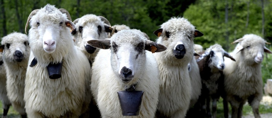 Owce z powodzeniem mogą być wykorzystywane w roli "żywych kosiarek" na wałach przeciwpowodziowych – oceniają naukowcy, którzy do trzech lat prowadzą program badawczy w Małopolsce. Według zapowiedzi władz regionu, w przyszłym roku może na wałach ruszyć regularny wypas.