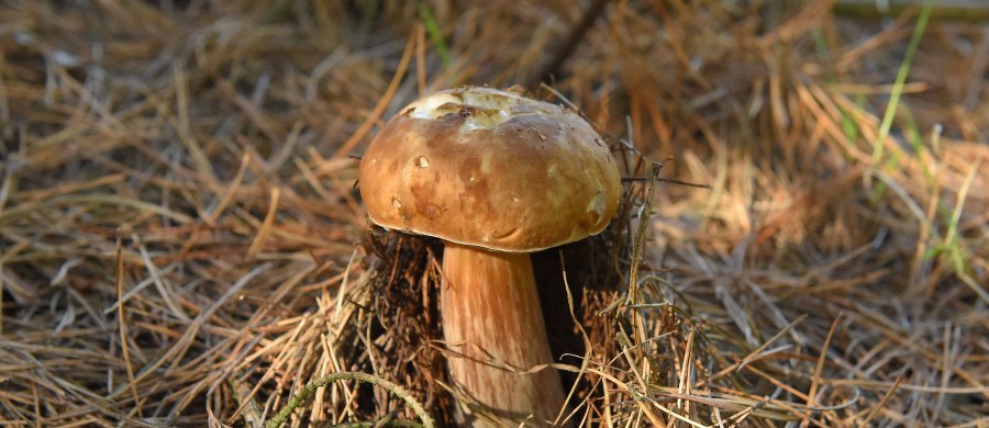 Mandaty w wysokości od 125 do prawie 500 euro wymierzyła grzybiarzom w szczycie obecnego sezonu straż leśna we Włoszech za łamanie przepisów. Ukaranym można zostać za zbiór grzybów w nocy, za ich nadmiar, a nawet za to, że koszyk nie ma przewiewu.