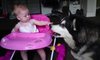 Ogromny husky bawi się z maluchem!