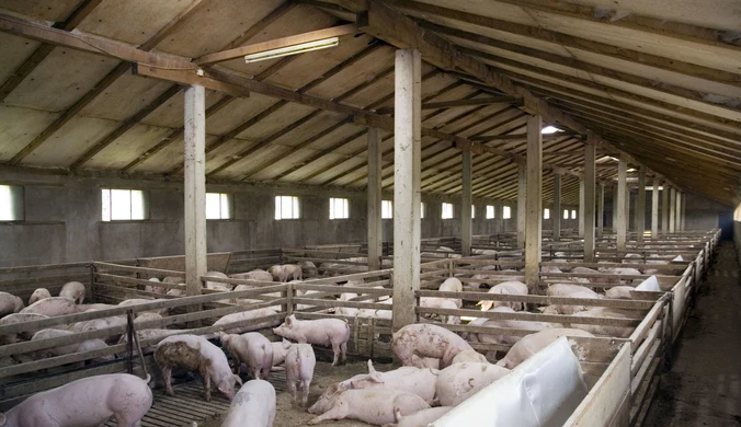 Nowe ogniska afrykańskiego pomoru świń na Ukrainie