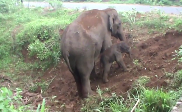 To słoniątko ma ewidentny problem z wydostaniem się z rowu. Słonia mama tak przejęła się niezdarnością swojej nowo narodzonej pociechy, że specjalnie dla niej rozkopała rów, by podejście było mniej strome. Po wielu próbach, w końcu się udało!