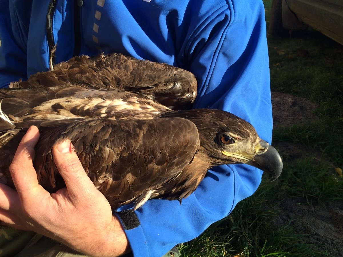 Nie udało się w Sobieńczycach na Pomorzu wypuścić na wolność bielika. Osłabionego ptaka 2 tygodnie temu znaleźli grzybiarze. Choć wrócił do zdrowia, to nie chciał dziś odlecieć z terenu ośrodka rehabilitacji ptaków drapieżnych.
