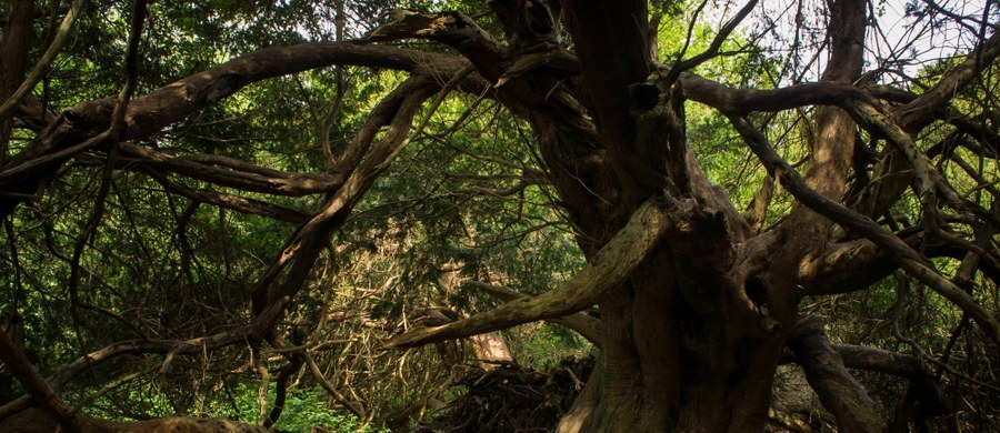 Rosnący w Szkocji cis zaczął zmieniać płeć. To liczący być może nawet pięć tysięcy lat i z tego powodu uważany za najstarsze drzewo w Wielkiej Brytanii i jedno z najstarszych w Europie.