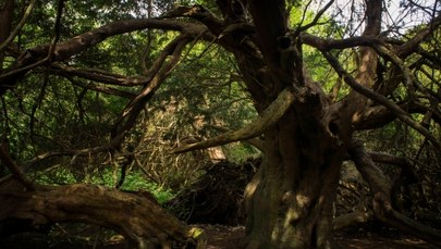 Wielka Brytania: Najstarsze drzewo zmienia płeć