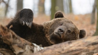 Żmije śpią, czeczotki zimują, a niedźwiedzie... jeszcze grasują