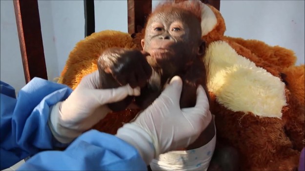 Mały orangutan Gito miał sporo szczęścia po tym jak został porzucony w kartonie na Borneo. Gdy został znaleziony, przedstawiciele organizacji Animal Rescue byli przekonani, że małpa nie żyje. Udało im się jednak pomóc Gito. Powrót do pełni zdrowia będzie trwał jeszcze długo, ale teraz orangutan może to robić w idealnych warunkach. Dzięki zaangażowaniu pracowników organizacji ma zapewnioną opiekę na najwyższym poziomie. 