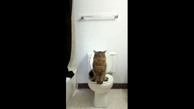 Pewien kot z Kanady postanowił „ułatwić życie” swoim właścicielom. Zamiast jak inni przedstawiciele gatunku korzystać ze specjalnej kuwety nauczył się używać toalety przeznaczonej dla ludzi. Jak zdradzają właściciele kota wyszkolenie tak niezwykłej umiejętności u swojego futrzaka nie jest wcale czymś trudnym. Milczą natomiast na temat warunków sanitarnych panujących w ich łazience.