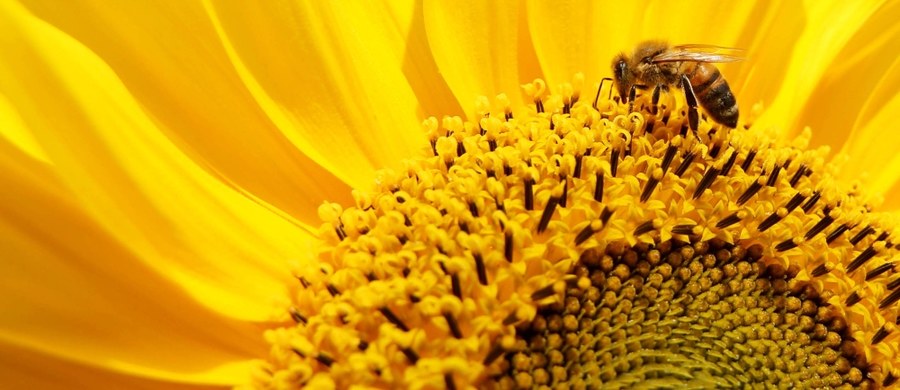 W dniach dyskusji na temat walki z terroryzmem włoscy naukowcy przypomnieli, że pomocne w niej mogą być pszczoły - a to dzięki ich niezawodnemu węchowi. Odpowiednio wyszkolone potrafią stwierdzić obecność materiałów wybuchowych, a co za tym idzie: zapobiec zamachom.