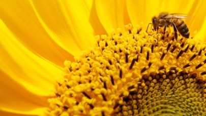 Pszczoły mogą pomóc w walce z terrorystami. Mają niezawodny węch