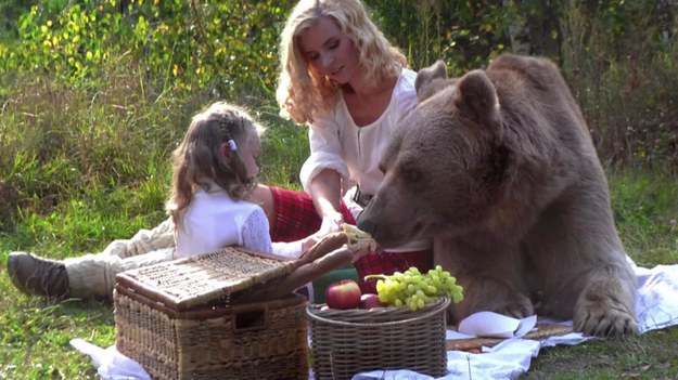 Co roku słyszymy ostrzeżenia przed niedźwiedziami chętnie zbliżającymi się w okolice szlaków turystycznych. Być może jednak wizerunek potężnych i groźnych drapieżców został im przyznany niesłusznie. Niedźwiedzie potrafią być bardzo przyjaźnie nastawione do ludzi. Chociaż wizja wspólnego pikniku z niedźwiedziem może się wydawać nieco przerażająca, to w Rosji nie ma rzeczy niemożliwych. Oswojony niedźwiedź Stepan bardzo chętnie i profesjonalnie pozuje do zdjęć w towarzystwie modelek. Co więcej, Stepan jest wegetarianinem, który najbardziej lubi mozzarellę i ciasteczka, więc nie w głowie mu atakowanie ludzi.  