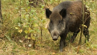 Rosja oskarża Polskę o ukrywanie przypadków afrykańskiego pomoru świń